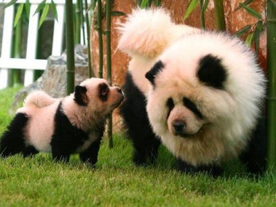 Chow Chow panda puppy