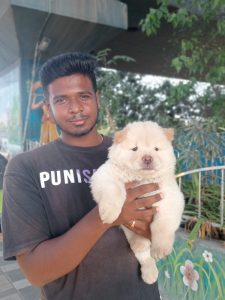 Chow Chow puppies available