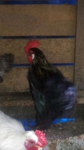Cochin  bantam breeds for sale