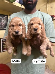 Cocker spaniel puppies available in Chennai