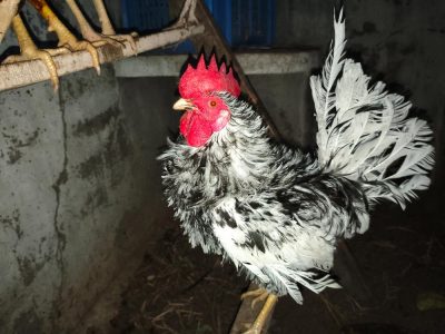 Country chicken for sale
