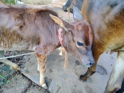 Cow and calf for sale