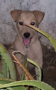 Cross breed puppies  available  1 female 2 male