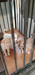 Cross puppies for sale