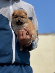 Culture Pom Puppies Available In Delhi Trust Kennel