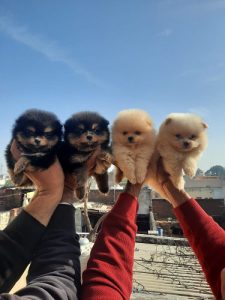 Culture Pom Pups Golden Colour For Sale