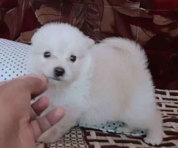 Cute mini pom puppies  4 sale 40 days old