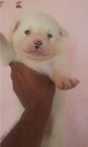 Cute mini pom puppies  available 