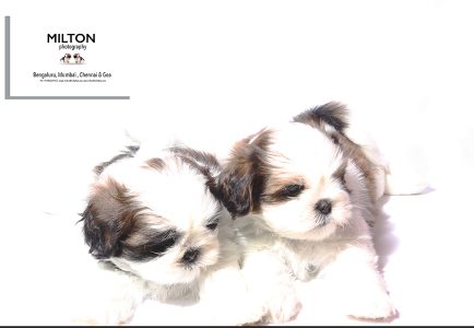 Cute shih tzu for kids companion 9916672339 Pair m/f