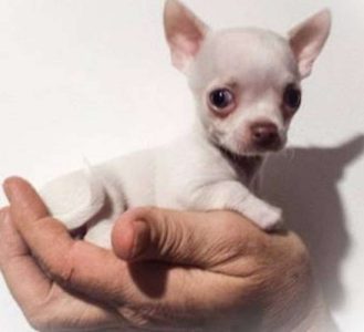 cute tea cup chihuahua puppies 4 sale very short type 