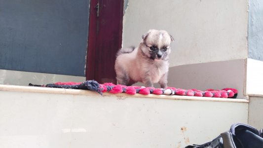 Cute toy pom available