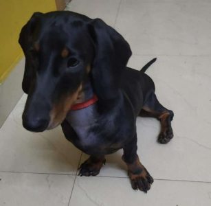 Dachshund puppy for sale