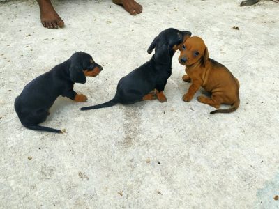 Dachshund quality puppies 9394723663:whsaap