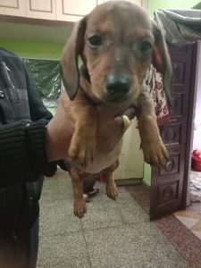 Dachshunds Pups For Sale Delhi