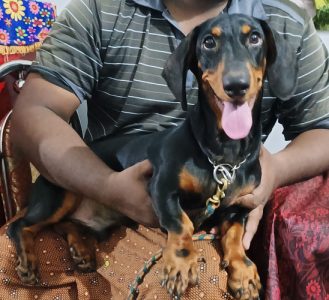 Dacshund Male