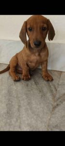 Daschund Puppies