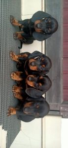 Dashund puppies available in Chennai