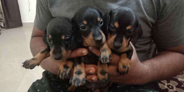 Dashund puppies for sale