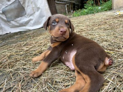 Doberman puppies available