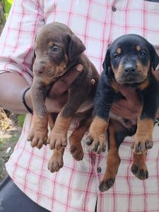 Doberman puppies available in Chennai