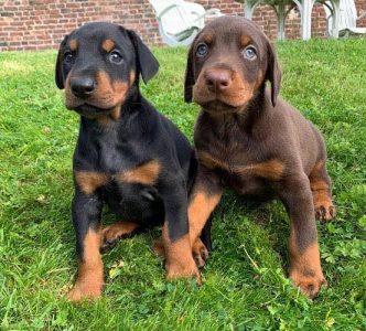 Doberman puppies