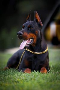Doberman puppies