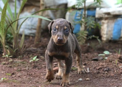 Doberman Puppies 