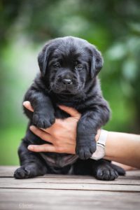 Dog Puppies For Sale In Bangalore