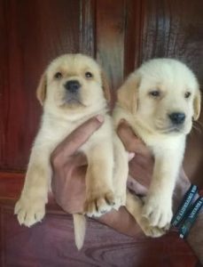 Dog shop home delivery9127530166