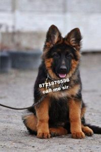 Dog shop home delivery all India ghar par