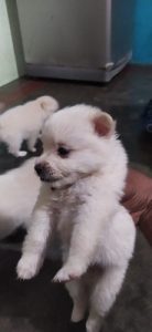 పోమెరేనియన్ కుక్కలు