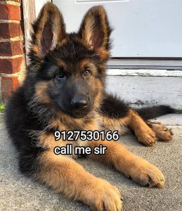 Dogs of home delivery9127530166