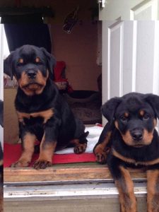 Dogs of home delivery9127530166