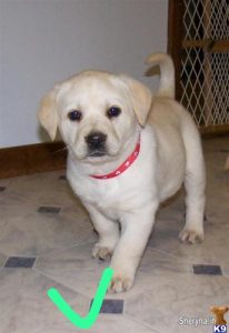 Dogs of home delivery9127530166