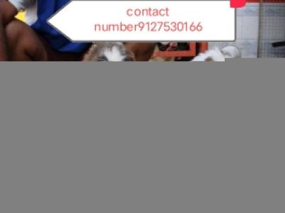 Dogs of home delivery9127530166