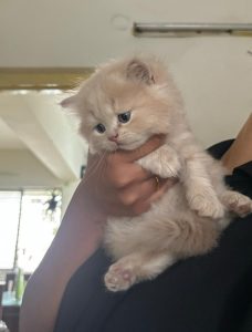 Doll face persian kittens for sale