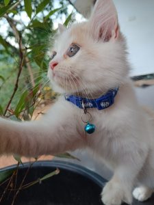 Doll Face Persian Cat