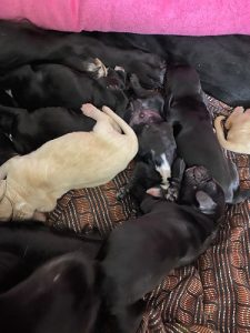 English Cockers Spaniel