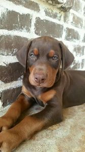 European Doberman