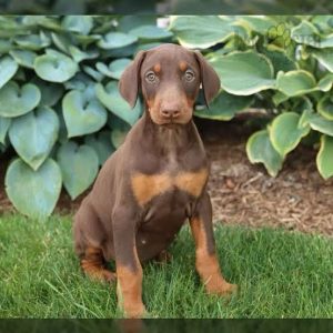 European Doberman puppies available price male 15 female 13k vaccination done