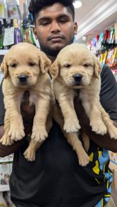 EXCELLENT QUALITY SHIHTZU PUPPIES AVAILABLE FOR SALE