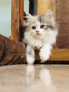 Female Persian cat (doll face)