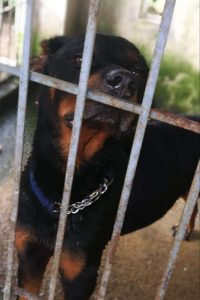 Female Rottweiler