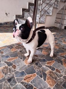 French bulldog