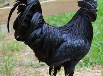 Fully grown karinkozhi