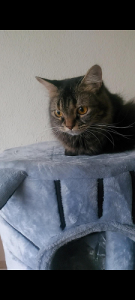 Furry and cute Persian cat for sale. (Vaccinated)