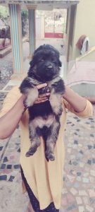 German puppies available in Chennai