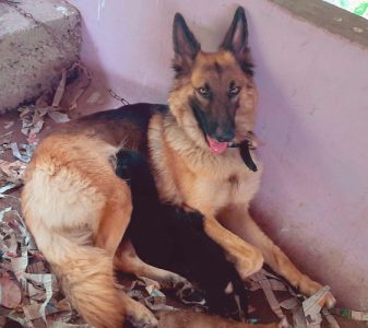 German shaped puppy avaible low rate