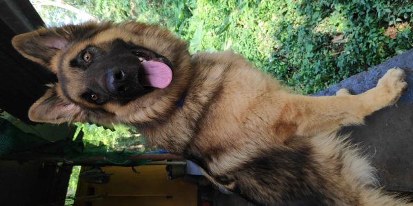 GERMAN SHEPHERD 10 MONTHS