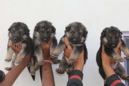 GERMAN SHEPHERD ALL BREED PUPPIES MALE FEMALE AVAILABLE